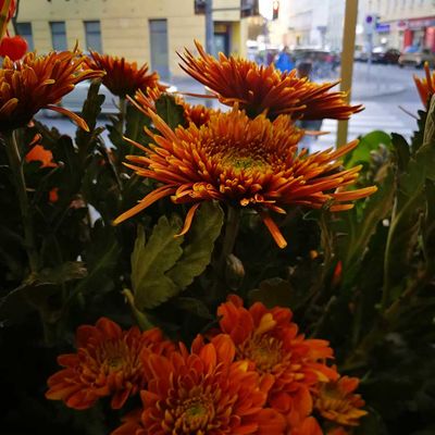 Schnittblumen uns Sträuße - Blumenatelier Mayer