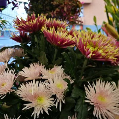 Schnittblumen uns Sträuße - Blumenatelier Mayer