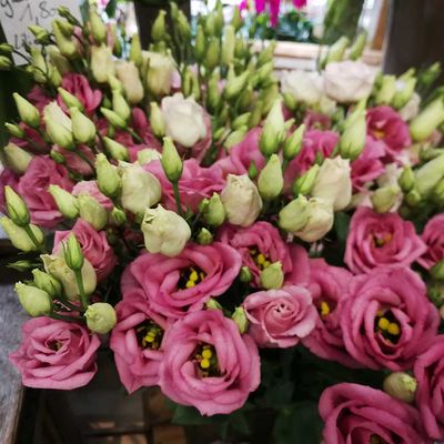 Schnittblumen uns Sträuße - Blumenatelier Mayer