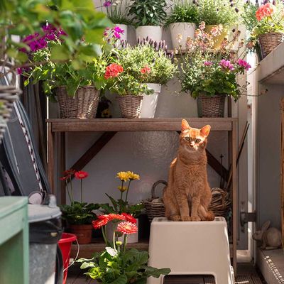 Zimmerpflanzen und Balkonpflanzen - Blumenatelier Mayer